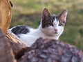 Thoughtful domestic cat in garden