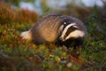 Thoughtful european badger looking for food in moorland at sunrise in summer.