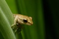 Thoughtful frog on a leaf Royalty Free Stock Photo