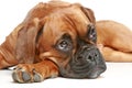 Thoughtful German boxer puppy (5 month) Royalty Free Stock Photo