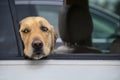 Thoughtful golden retriever dog looks out of window of car with head resting on window bottom - closeup