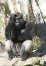 Thoughtful Gorilla Royalty Free Stock Photo