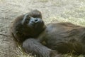 Thoughtful Gorilla Relaxing