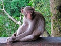 A thoughtful grey monkey sits with one knee clasped