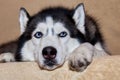 Thoughtful husky dog is lying on the couch. Sad dog with blue eyes close-up. Royalty Free Stock Photo