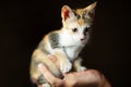Thoughtful kitten is sitting on hand and thinking about her mother Royalty Free Stock Photo