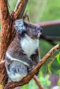 Thoughtful koala