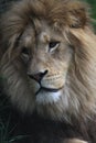 Thoughtful lion Royalty Free Stock Photo