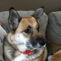 Thoughtful Dog Portrait