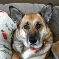 Thoughtful Dog Portrait