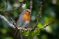 Thoughtful looking robin on the branch of a tree