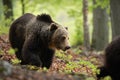 A thoughtful male of brown bear walking through the woods in spring