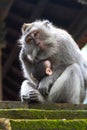 Thoughtful monkey with a baby