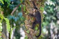 Thoughtful Monkey Gripping Tree Branch in Tropical Rainforest