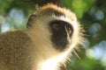 A thoughtful monkey portrait. The inhabitants of the jungle Royalty Free Stock Photo