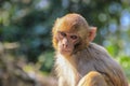 A thoughtful monkey portrait. The inhabitants of the jungle