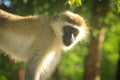 A thoughtful monkey portrait. The inhabitants of the jungle. Royalty Free Stock Photo