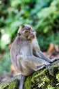 Thoughtful monkey in Ubud forest, Bali