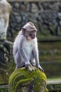 Thoughtful monkey in Ubud forest, Bali