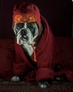 A thoughtful Tibetan Buddhism dog Royalty Free Stock Photo