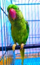 A thoughtful parrot inside a cage. Royalty Free Stock Photo