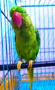 A thoughtful parrot inside a cage.