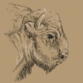 Thoughtful portrait of bison hand drawing illustration brown