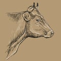 Thoughtful portrait of bull hand drawing illustration brown