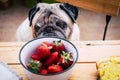 Thoughtful pretty pug dog avoids looking at strawberries. Sitting at the wooden table like a people. Best friends concept