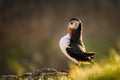 Thoughtful puffin mykines