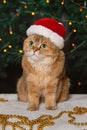 A thoughtful red British cat in red hat and New Year decorations Royalty Free Stock Photo