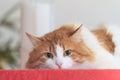 Thoughtful red cat on red table-cloth Royalty Free Stock Photo