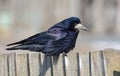 Thoughtful Rook perched on old looking fence at the early of spring