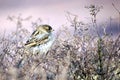 Thoughtful Sparrow in the city Royalty Free Stock Photo