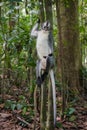 Thoughtful Thomas Langur sits high on a tree stump (Sumatra, Ind