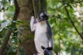 Thoughtful Thomas Langur sits (Sumatra, Indonesia) Royalty Free Stock Photo