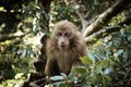 Thoughtful Tibetan Macaca monkey Royalty Free Stock Photo