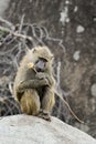 Thoughtful yellow baboon