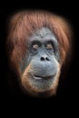 Thoughtfulness and cunning plan. Face  a smart orangutan isolated on black background Royalty Free Stock Photo