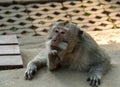 In thoughts of the meaning of life in Bali monkey forest Royalty Free Stock Photo