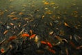 A thousand of colorful fish in freshwater ponds Royalty Free Stock Photo