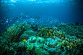 Thousand fish below boat bunaken sulawesi indonesia underwater Royalty Free Stock Photo