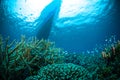 Thousand fish below boat bunaken sulawesi indonesia underwater Royalty Free Stock Photo