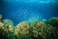 Thousand fish bunaken sulawesi indonesia underwater Royalty Free Stock Photo