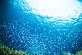 Thousand fish bunaken sulawesi indonesia underwater Royalty Free Stock Photo