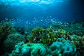 Thousand fish bunaken sulawesi indonesia underwater photo Royalty Free Stock Photo