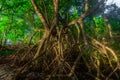 A thousand long mangrove roots blushed Royalty Free Stock Photo