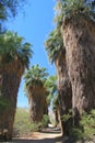 Thousand Palms Oasis Preserve Royalty Free Stock Photo