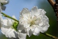 Thousand-petal white peach, white peach blossom. Royalty Free Stock Photo