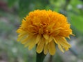 Beautiful yellow color marigold flower